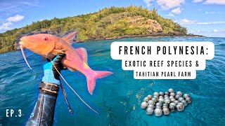 Spearfishing French Polynesia | Schooled by Wahoo | Tahitian Pearl Farm