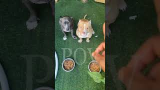 My dog dem affi live pow!!! #viral #gussman #jamaica #vacation #caribbean #dog