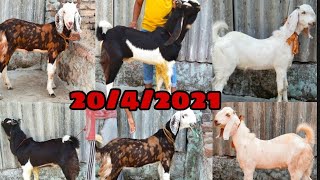 Deonar bakra mandi Al-Ansar goats 20/4/2021