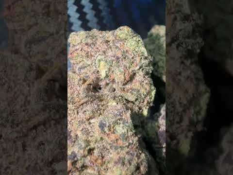 CannFX – Zangria 🍇⛽ 5/10 🤦 by The Medical Man