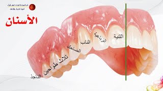 [13] دورة التجويد المتقدمة| المخارج والصفات5| الدكتور: أحمد أبو سمهدانة | الدرر الحسان في القراءات