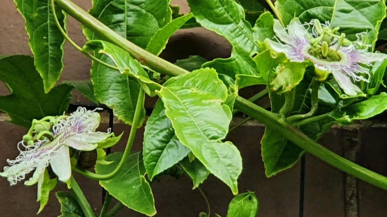 First Passionfruit Flowers Open Early PREVIEW YouTube