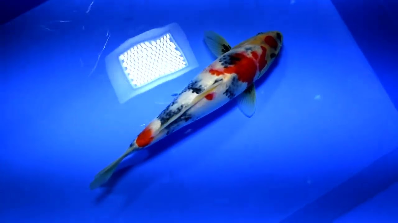 第5回ライブ鯉カップ Part II】260215-066の出品鯉のご紹介！！ - YouTube