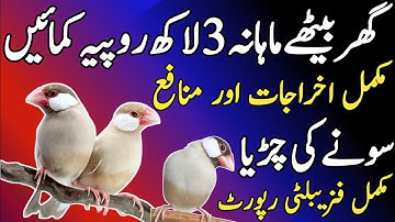 Fawn Java Feasibility Report | Java Business Plan | Profitable Bird Business Planning | High Profit