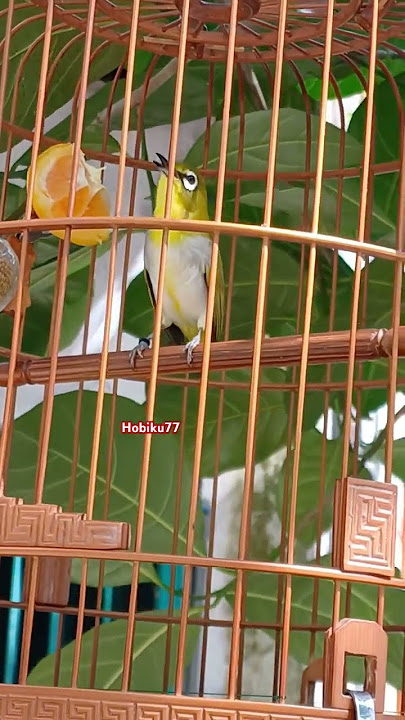 PLECI AURI NGALAS ENAK #auriventer #kicaumania #ngalas #mataputeh