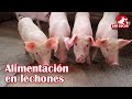 Etapas en la alimentación de lechones | Granja San Lucas