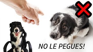 5 CLAVES para ENTRENAR MUY BIEN a tu PERRO | Dog Tips Training by BC Kenai 1,044 views 4 years ago 4 minutes, 28 seconds