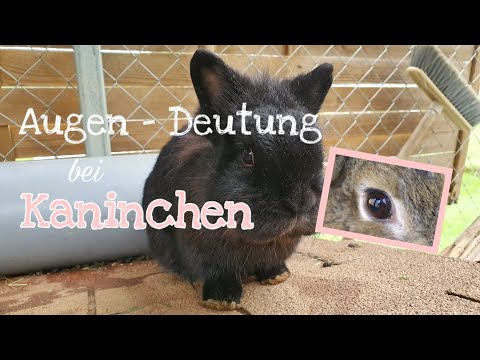 Video: Vorwölbung Der Augäpfel Und Erkrankungen Der Knochen Um Die Augen Bei Kaninchen