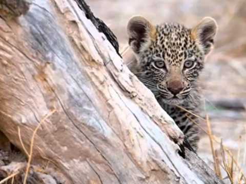 نشيد ماما كلمات عطاف كريم موسيقى محمد ترمس