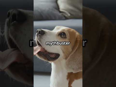 20 Surprising Dog
