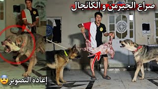 رد فعلي بعد ماشفت شراسه كلبي الكانجال على الطعام _ روك يهاجم كلاب الشارع 😨🔥 screenshot 1