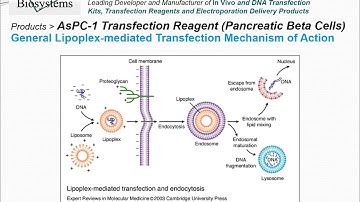 Altogen Biosystems AsPC1 Transfection Reagent