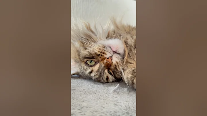 Watch the video about My favourite kitty Geza!😺#mainecooncatlovers #cutecatsdaily #beautifulcat