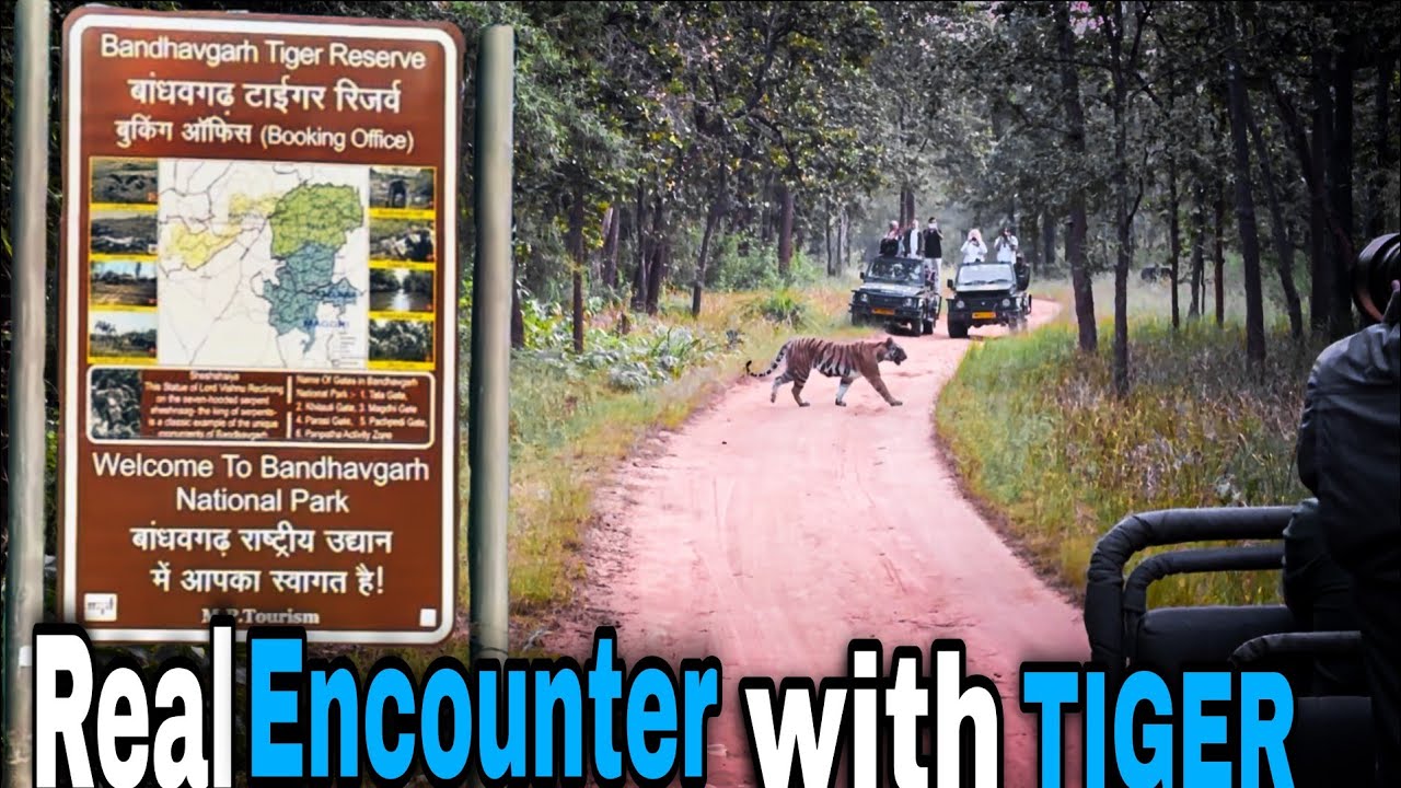 Two tiger🐯sighting/encounter at Bandhavgarh Tiger reserve forest Khitauli Zone 