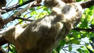 A rare sighting, a sloth in action. :)