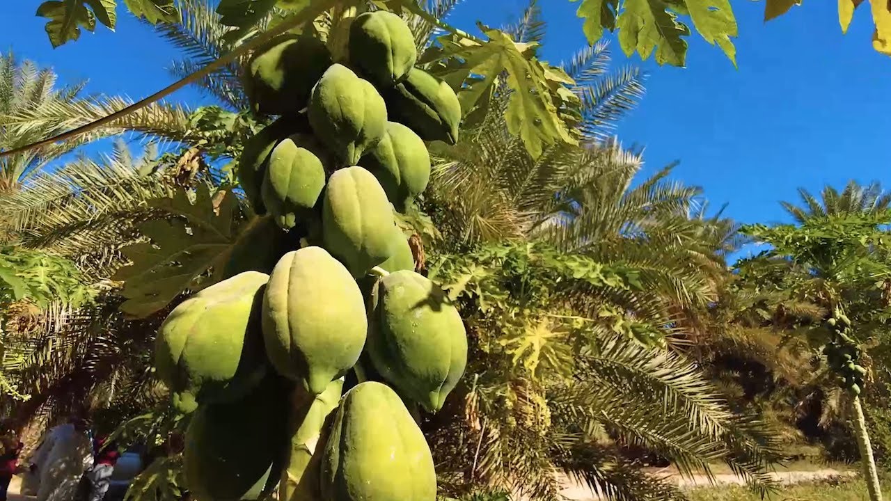 الأرض الطيبة - الحلقة الأولى