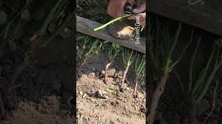 Roza Laksa Kök Aşilama