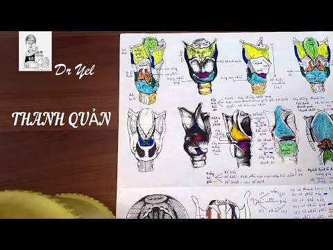 Video Giải phẫu thanh quản | Cơ chế phát âm | Cách học giải... - youtube
