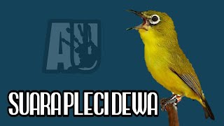 PLECI DEWA SATU NAFAS BANYAK FARIASI | pleci roll tembak | pleci ngalas