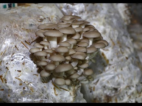 ГРИБЫ на даче. Вешенка. Часть 4. Интенсивный способ - сбор УРОЖАЯ!!!