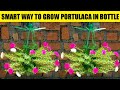 Creative way to grow portulaca in waste plastic bottle | diy bottle gardening | diy gardening