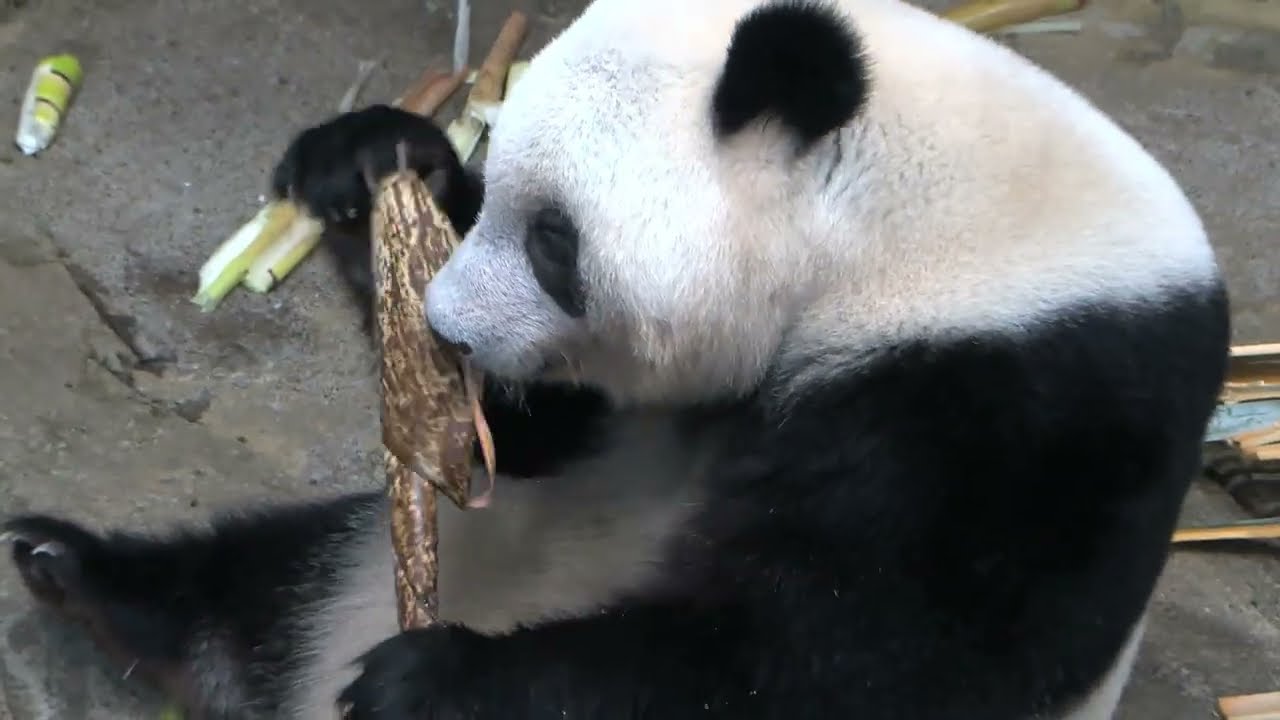 パンダ（星） 入園入学6点セット ポケット充実 全て裏地付 ⭐︎次回