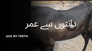 How to weight of animals without weighing balance by measuring tape
