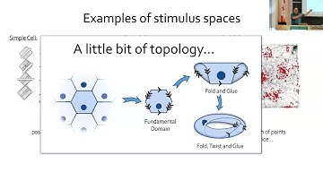 Topology as a tool for comparing population activity and studying learning
