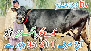 Rana Dairy Farm | Khanger Cow And Fresh Cows | Australian cows 