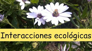 Interacciones ecológicas (Ejemplos explicados) @BiologiayEcologia  #clasesdebiología