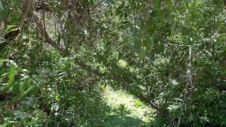 Napa's Suscol Creek
