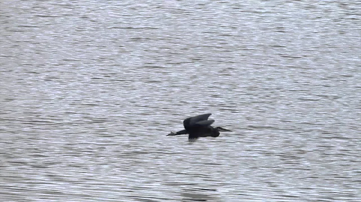 June Heron