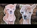 ALPACAMERGENCY | Surprise Baby Alpaca!