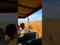 POV: Safari gone wrong 🦁🚗💥 Wait for the twist…#Safari #LionAttack #PlotTwist #MindBlown #WildLife