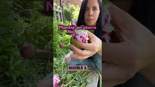 TIPS CULTIVAR PEONIAS