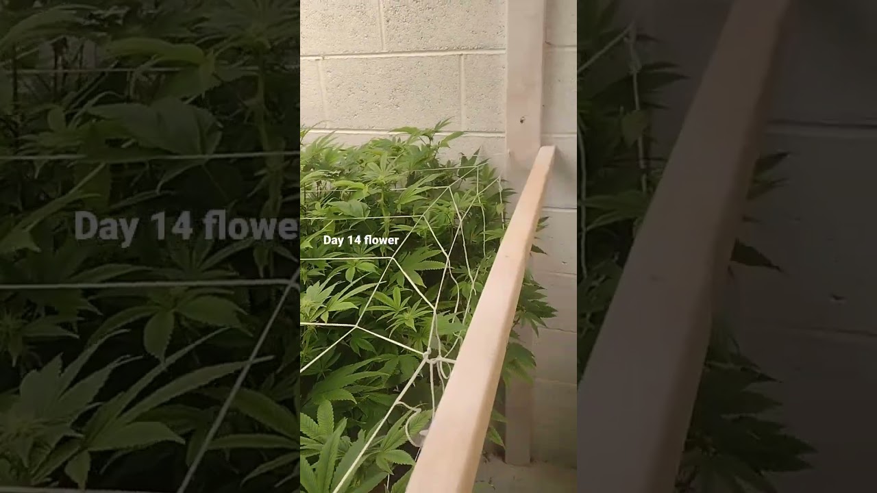 day 14 king Kong glue 🦍