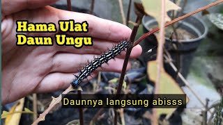 HAMA ULAT DAUN UNGU | Hewan Pengganggu Tanaman Daun Ungu #hamadaunungu #ulatdaunungu