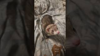 Snax May Have Some Trama