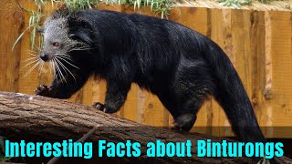 13 Interesting Facts about Binturongs | About Binturong or Bearcat