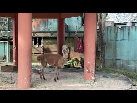 20251130_木柵動物園【8.兒童動物區】羊駝