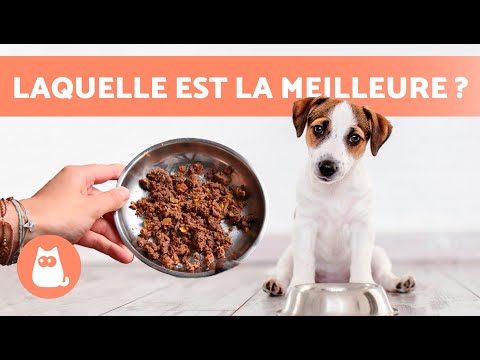 Vidéo: Le meilleur aliment pour chiens canins