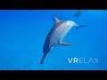 VRelax - 360 Dolfins @ Sataya Reef Egypt 2022 BTS