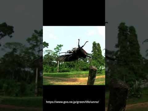 ゴライアスオオツノハナムグリ離陸