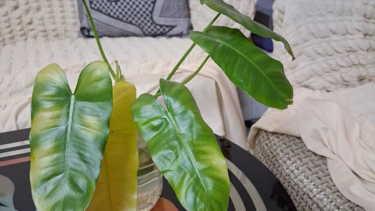 রোজার মধ্যে বিশাল আয়োজন Ramadan vlog-3 