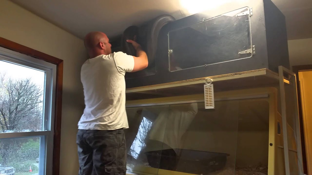 Python Loose In House Reticulated Python loose in the house - YouTube