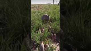 Southern Long-Nosed Armadillo Walking with Young Ones in the Field