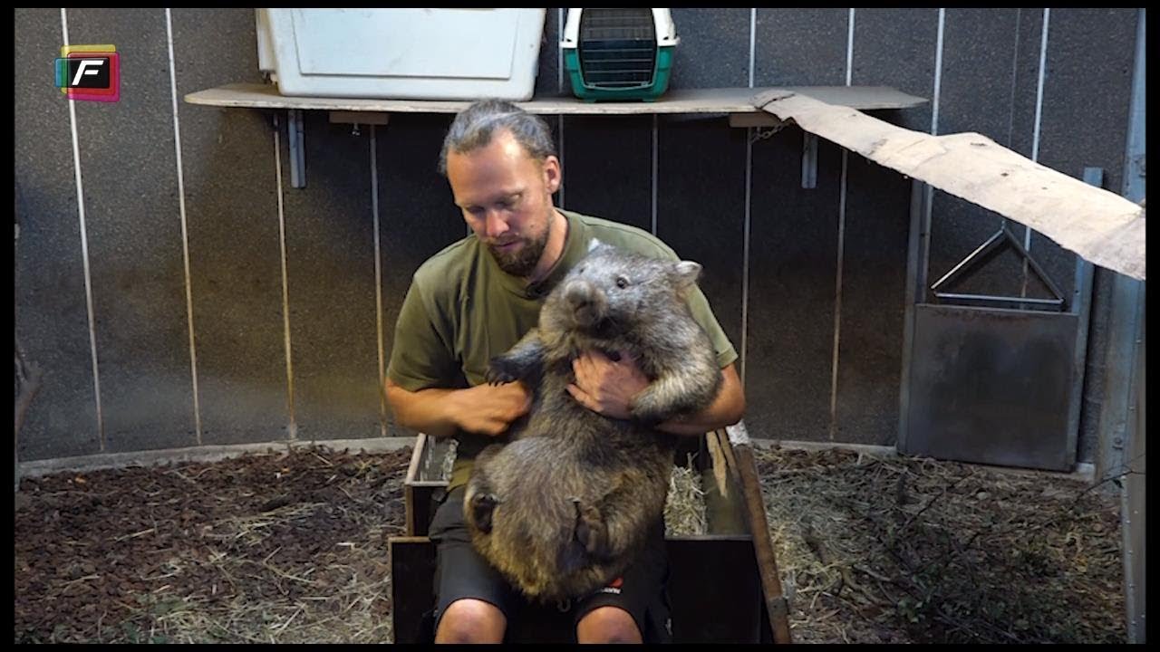 Zoo: Tasmanske djævle og vombatter