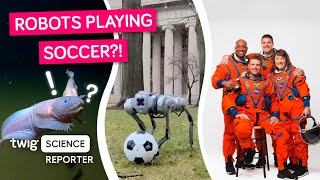 Meet The Soccer-Playing Robot