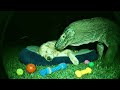 I Checked My Security Camera and Saw THIS Looming Over My Dog (SHOCKING FOOTAGE) #GiantAnimals