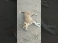 funny dogs,commehy by dog,#dogshorts #dogtalk #dogtalking #dogs #dogvideos